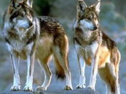 loup_de_mogollon_20211210_1135677053